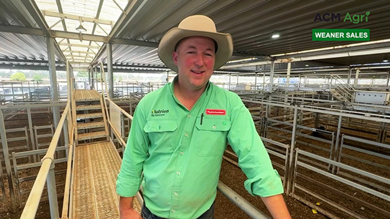 Wodonga Hereford, British & Euro feature weaner sale - Day 5