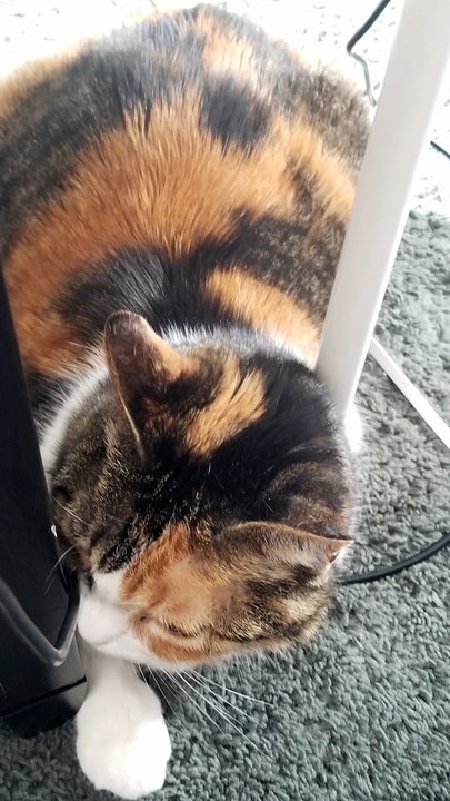 Foiled by the size of her own chunky booty. | #SparklegleamFarm #Elsie #homestead #LadyChunkerella #cat #catlife #cute