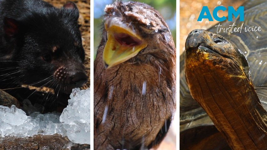 Here&rsquo;s how the animals at the Australian Reptile Park on the NSW Central Coast are keeping cool as eastern states swelter in the most extreme heatwave conditions in years.