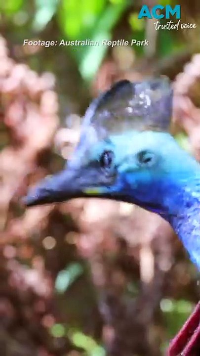 Zookeepers throw ‘pool party’ for animals during heatwave