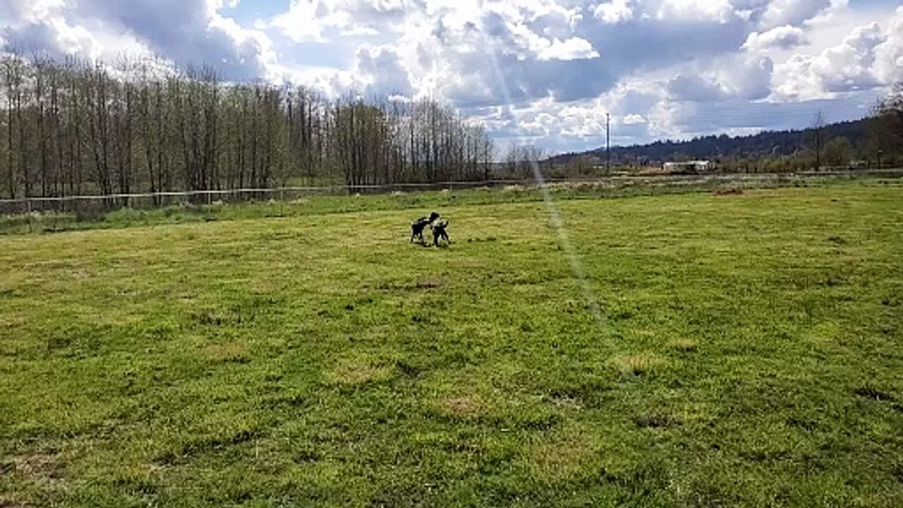 Happy Playing Dogs