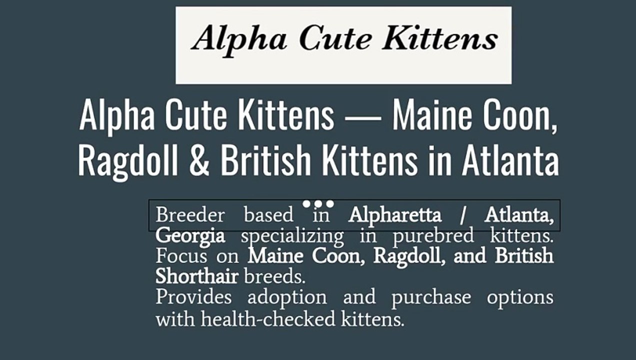 Cute Ragdoll Kittens in Atlanta