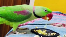 Talking parrot eating moment I Cute parrot snacking I parrot eating popcorn