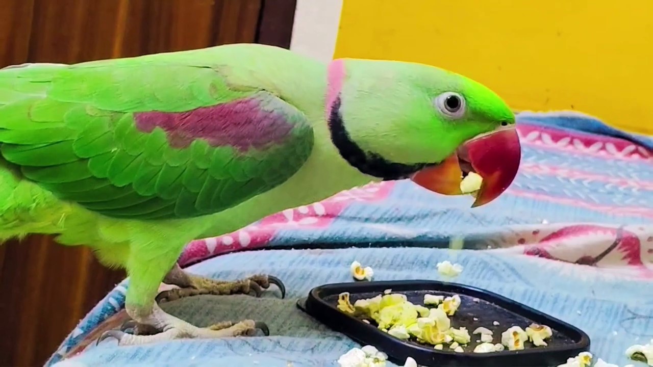 Talking parrot eating moment I Cute parrot snacking I parrot eating popcorn