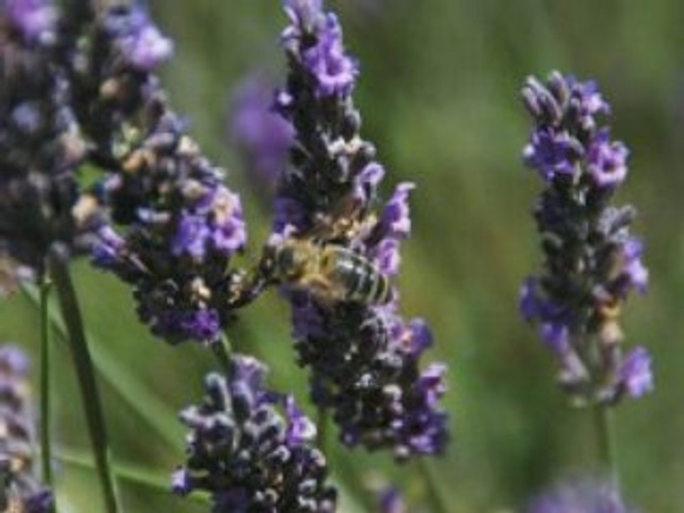 Valensole les lavandes