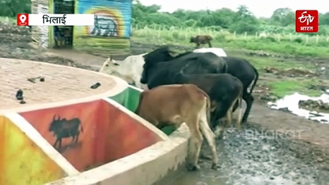 अब अफसर करेंगे गौ-सेवा, गौठानों में रोजाना होगा निरीक्षण, भिलाई नगर निगम आयुक्त का सख्त आदेश