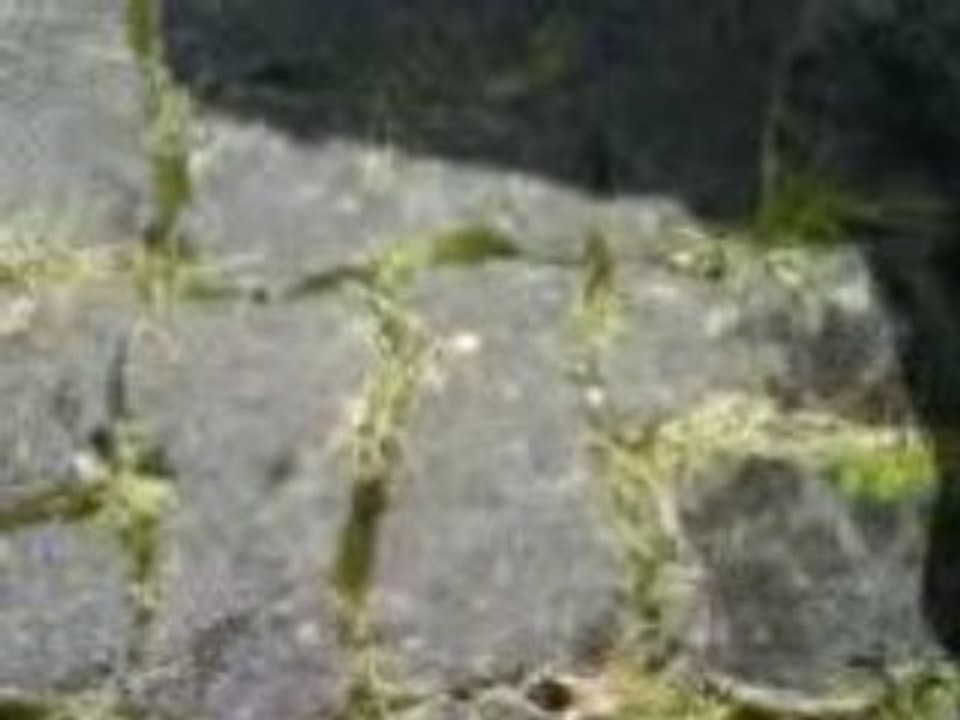 Clio 2.3 - Humidité - Mousse plancher arrière