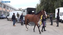 Corsa clandestina di cavalli nel Catanese, 15 denunce