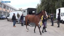Corsa clandestina di cavalli nel Catanese, 15 denunce