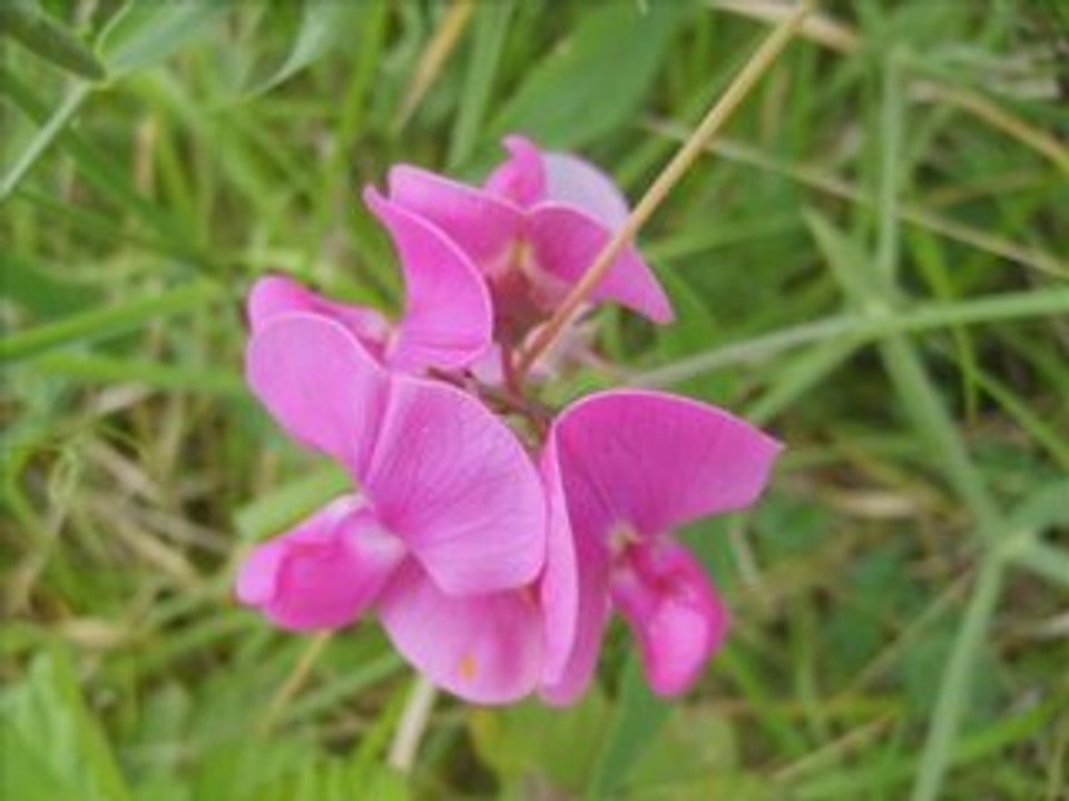 Fleurs
