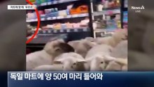 “먹을 거 있나?”…마트 습격한 양 떼