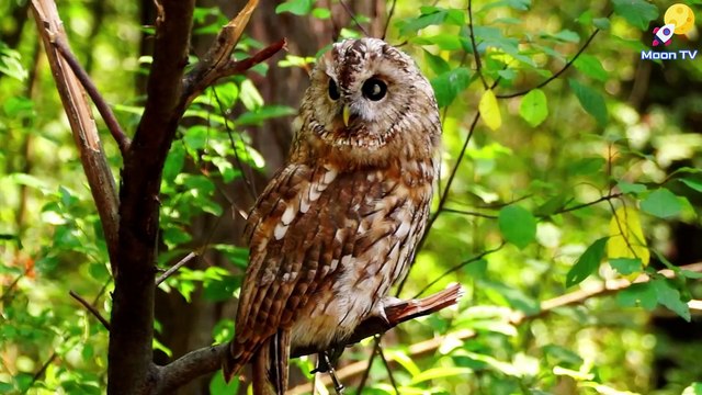 Mindfulness Meditation For Awareness