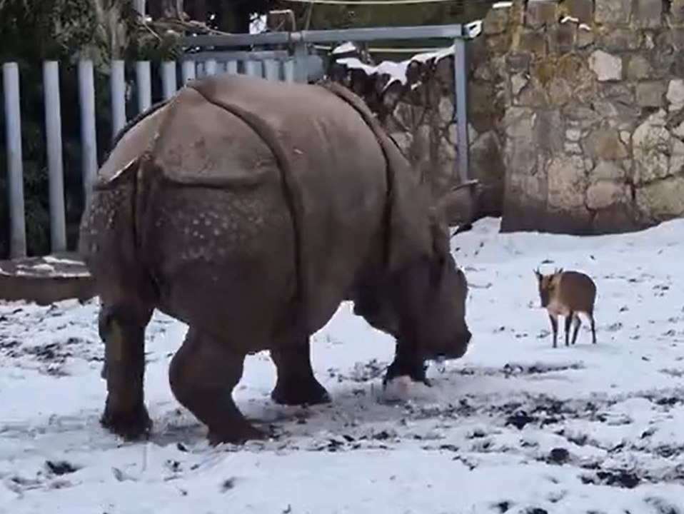 Muntjak vs. nashorn: mini-kämpfer provoziert riesen