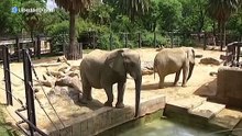 Susi, Bully y Yoyo: las tres elefantas del Zoo de Barcelona