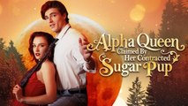 [ Hot 2025🔥] Alpha Queen Claimed By Her Contracted Sugar Pup #Dramabox