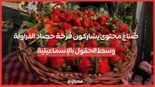 صُناع محتوى يشاركون فرحة حصاد الفراولة وسط الحقول بالإسماعيلية