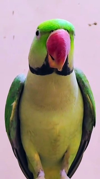 Talking parrot l parrot talking l parrot sound l parrots video