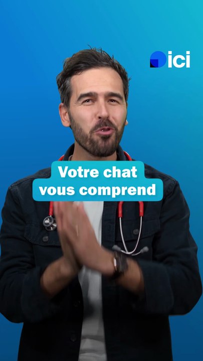 Votre chat vous comprend, mais il s'en fiche - les conseils du véto