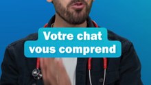 Votre chat vous comprend, mais il s'en fiche - les conseils du véto