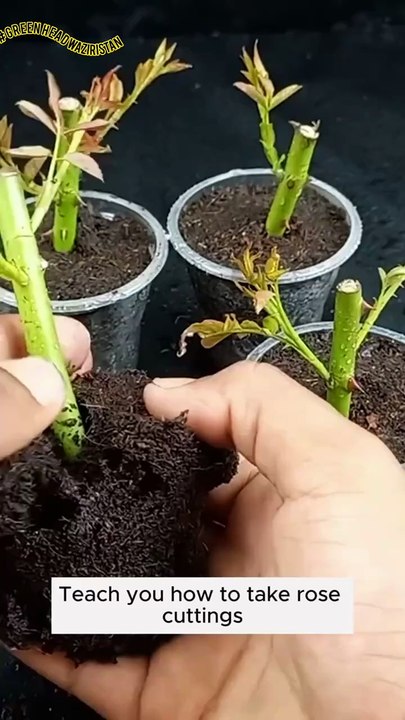 🌹 Turn Rose Branches into New Plants — Step-by-Step Guide!