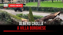 Albero crolla a Villa Borghese