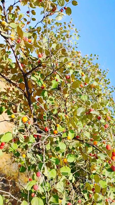 Tharparkar fruit 🍒 #desertlife
