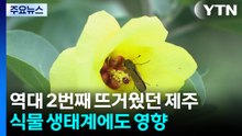 역대 2번째 뜨거웠던 제주...식물 생태계에도 영향 / YTN