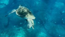 Diving trip in Tenerife takes a funny turn when a sea turtle poops while swimming freely