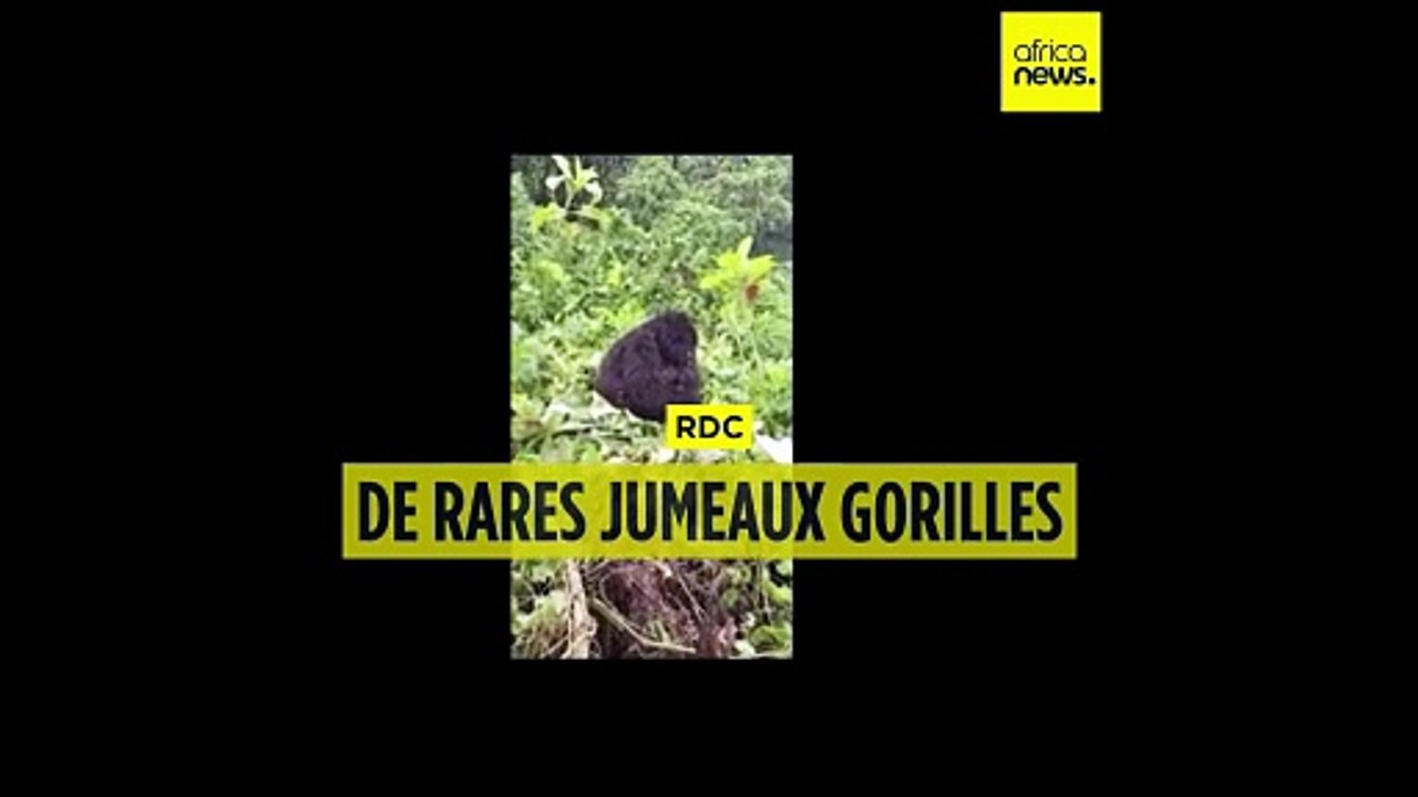 RDC : naissance de jumeaux gorilles de montagne