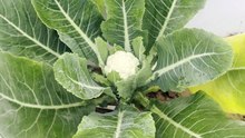 Cauliflower in terrace garden