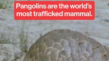 Pangolins are the world's most trafficked mammal.