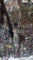 These Wild Roe Deer Keep Visiting My Farm… And It’s Magical ✨#animals #funnyanimals #nature #viralvideo #fyp