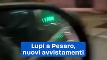 Lupi a Pesaro, nuovi avvistamenti: video