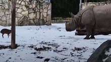Un pequeño ciervo desafía a un enorme rinoceronte en el Zoológico de Breslavia, Polonia