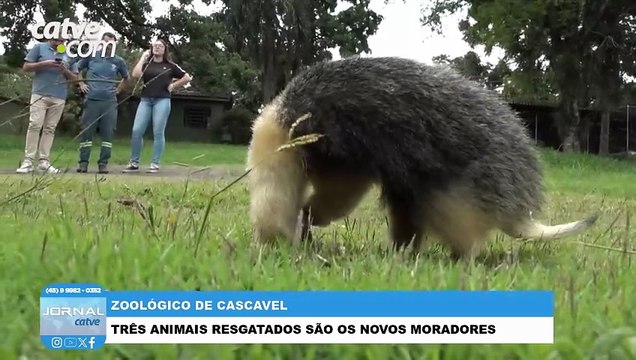 Novos moradores do Zoológico de Cascavel estão sob cuidados e reabilitação