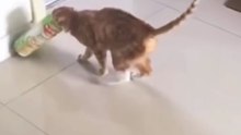 Video Kucing Lucu (190)