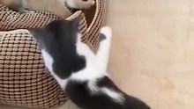 Video Kucing Lucu (194)