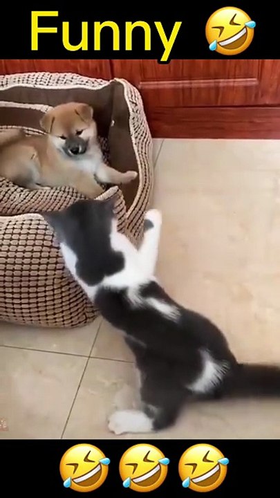 Video Kucing Lucu (194)