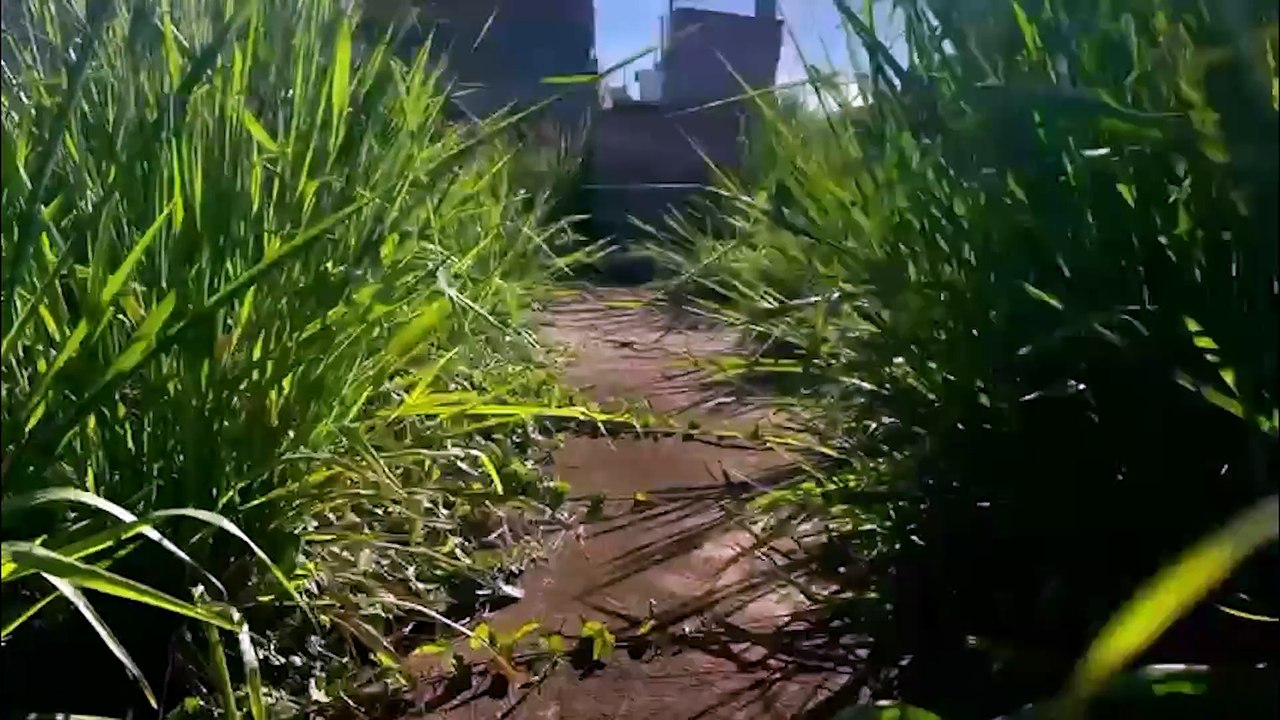 “Nem os correios conseguem ver as placas”: Morador do Brasmadeira denuncia insegurança e problemas causados pelo mato alto em terrenos no Loteamento Positano