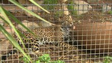 Watch What This Hungry Jaguar Chose for Its Next Meal