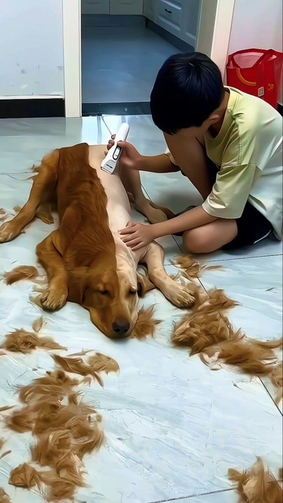Cet enfant a rasé la moitié des poils de son chien 😯