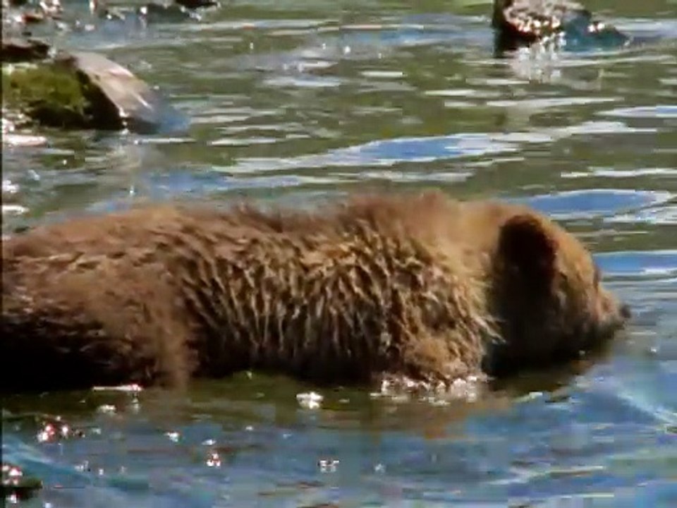 Bears_1of2