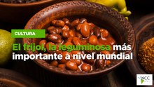 El frijol, la leguminosa más importante a nivel mundial