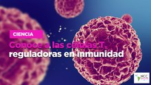 Conoce a las células T, reguladoras en inmunidad