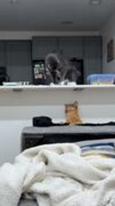Cat Slaps Sleeping Friend