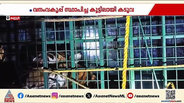 ആശ്വാസം...അയ്യന്‍കുന്ന് പാലത്തിന്‍കടവില്‍ വനം വകുപ്പ് സ്ഥാപിച്ച കൂട്ടിൽ കടുവ കുടുങ്ങി