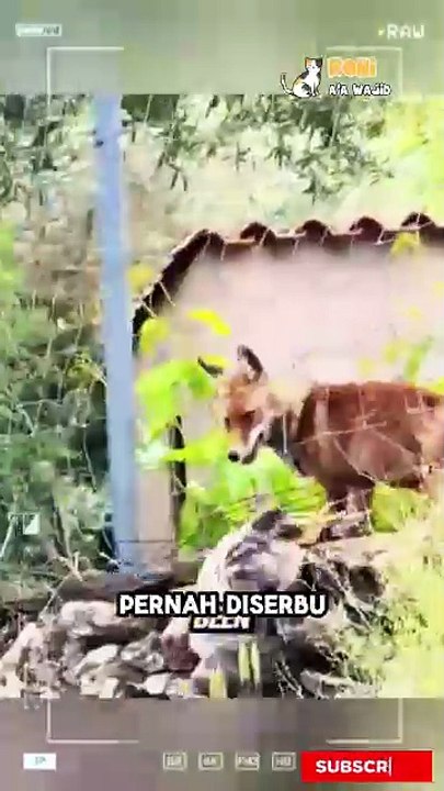 Sang elang emas menjadi mimpi buruk bagi sang serigala.