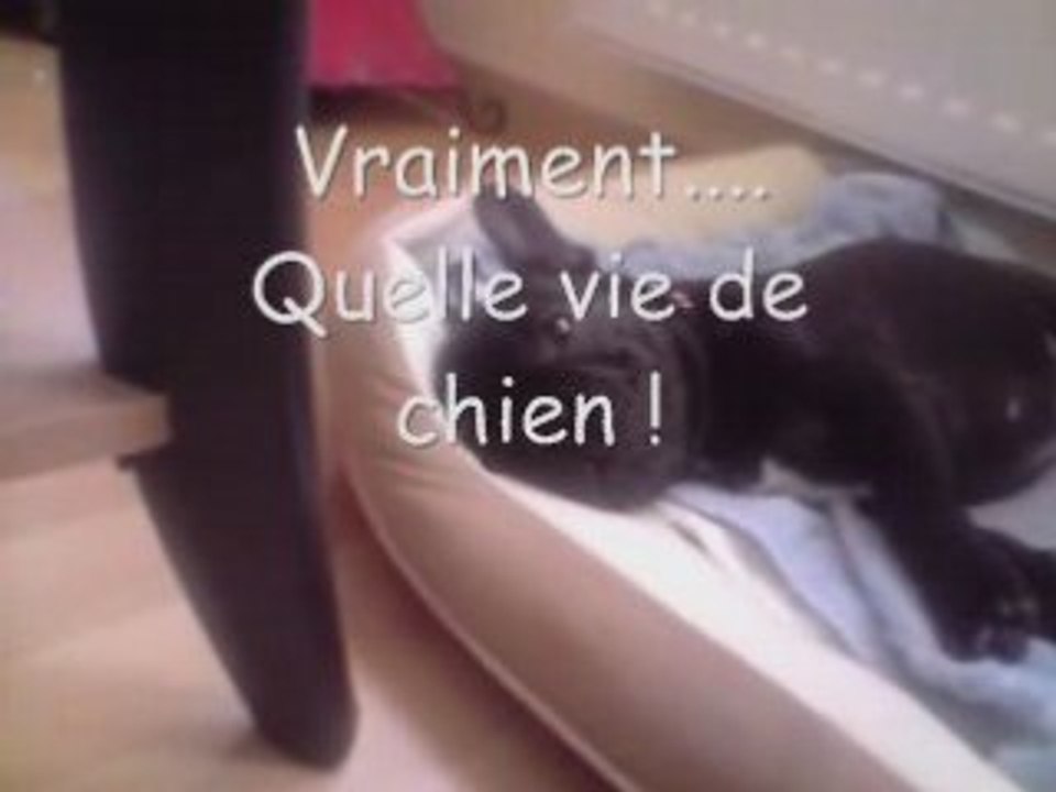 Clip Dumbo 2