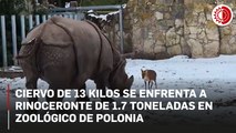 Ciervo de 13 kilos se enfrenta a rinoceronte de 1.7 toneladas en zoológico de Polonia
