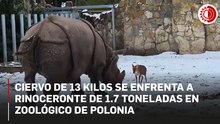 Ciervo de 13 kilos se enfrenta a rinoceronte de 1.7 toneladas en zoológico de Polonia